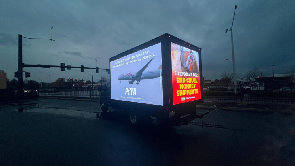 Save the Monkeys campaign running on an Unhinged Media truck